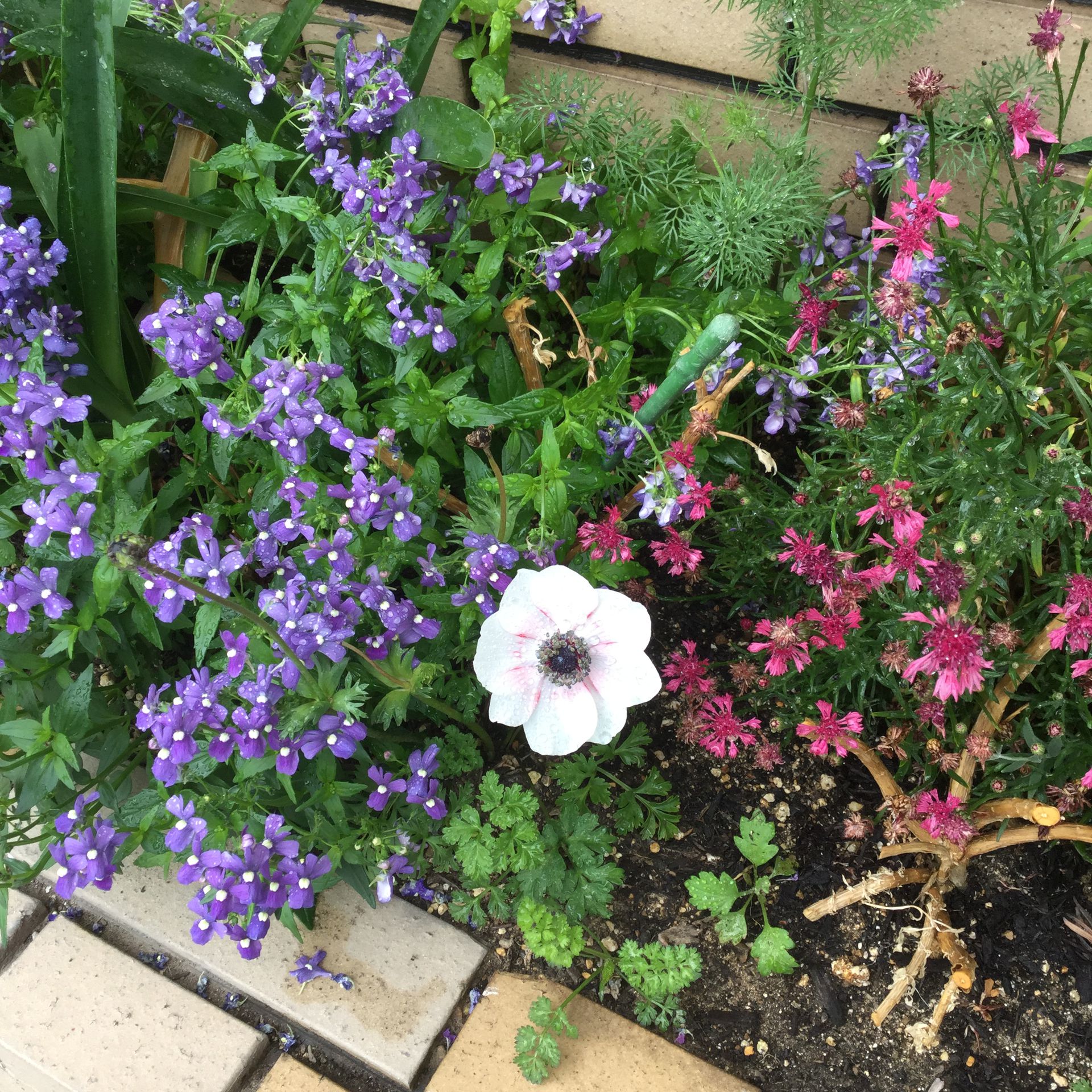 春のお花🌸のサムネイル画像