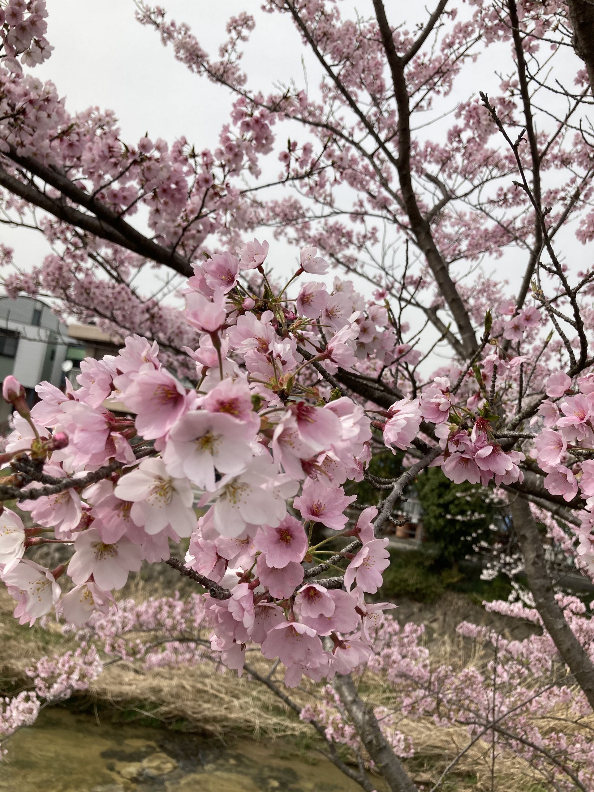 お花見🌸のサムネイル画像